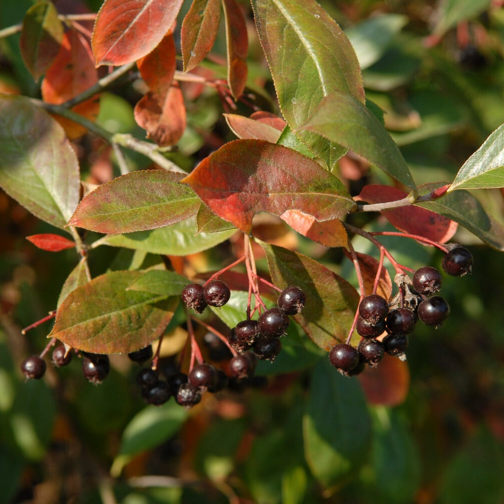 Appelbes 'Nero' - Aronia prunifolia 'nero' - Willemse