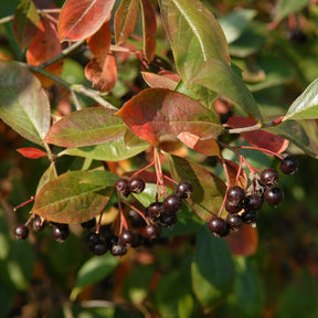 Appelbes 'Nero' - Aronia prunifolia 'nero' - Willemse