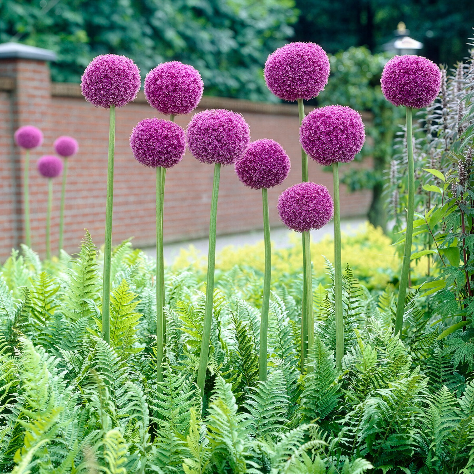 Allium giganteum - Grote sierui - Vaste planten