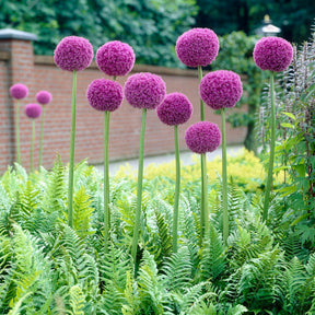 Allium giganteum - Grote sierui - Vaste planten