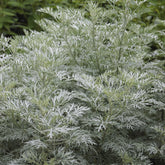 Artemisia arborescens Powis Castle - Alsem 'Powis Castle' - Alsem