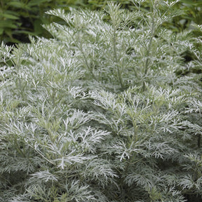 Artemisia arborescens Powis Castle - Alsem 'Powis Castle' - Alsem