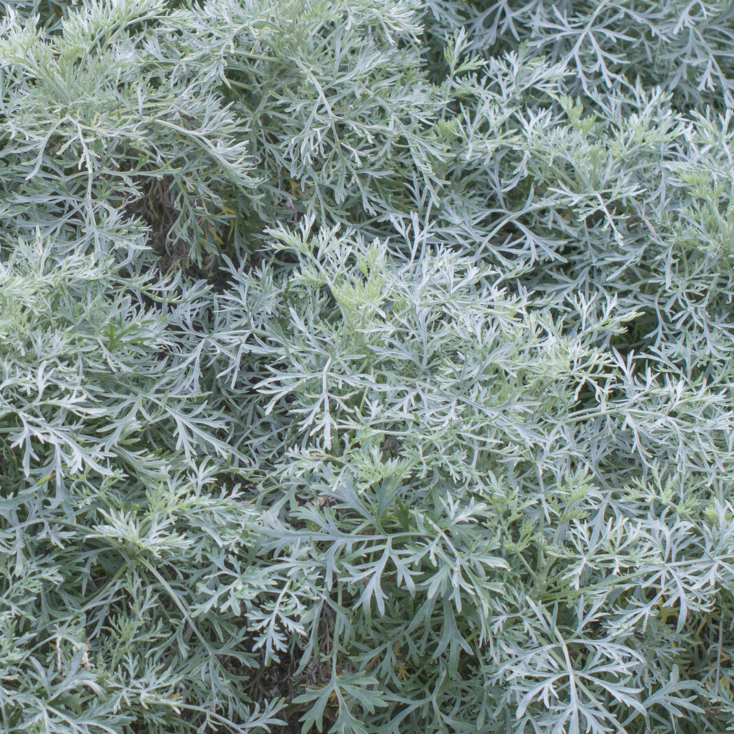 Alsem 'Powis Castle' - Artemisia arborescens Powis Castle - Willemse