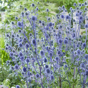 Blauwe distel - Eryngium planum - Willemse