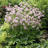 Verkoop Zeeuwsknoopje 'Buckland' - Astrantia major Buckland