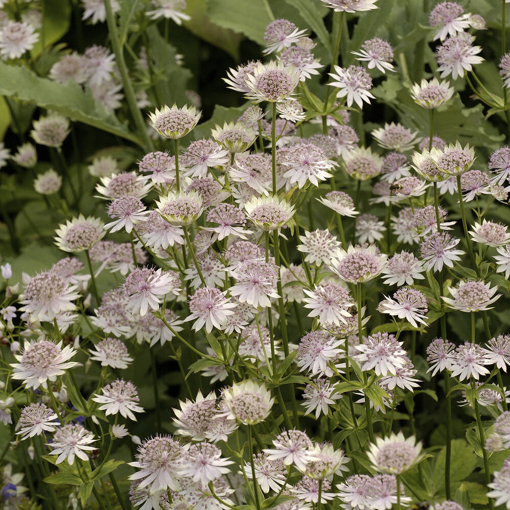 Zeeuwsknoopje 'Buckland' - Willemse