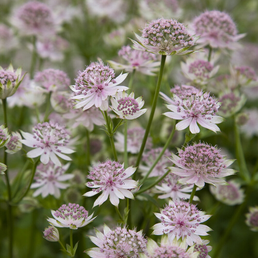 Astrantia major Buckland - Zeeuwsknoopje 'Buckland' - Astrantia