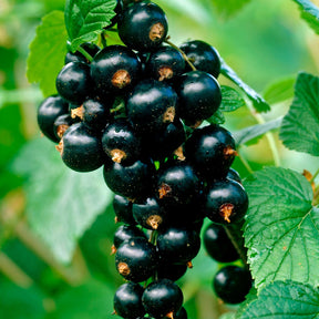 Zwarte bes 'Titania' - Ribes nigrum 'titania' - Willemse