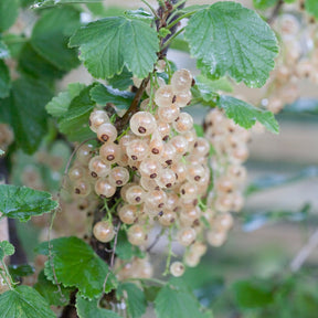 Witte aalbes 'Witte Hollander' - Willemse