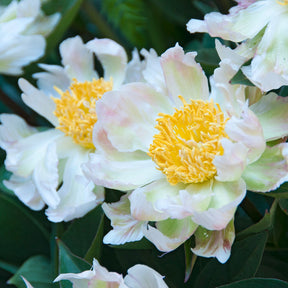 Pioenroos Green Lotus - Paeonia lactiflora 'green lotus' - Willemse