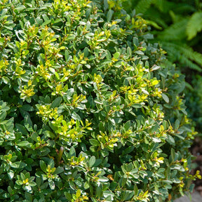Japanse hulst - Willemse