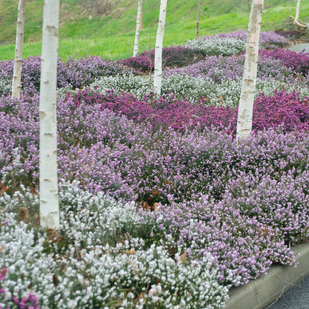 Winterheide - rood + wit + roze (x6) - Willemse