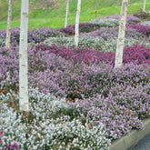 Winterheide - rood + wit + roze (x6) - Willemse