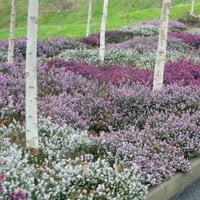 Winterheide - rood + wit + roze (x6) - Willemse