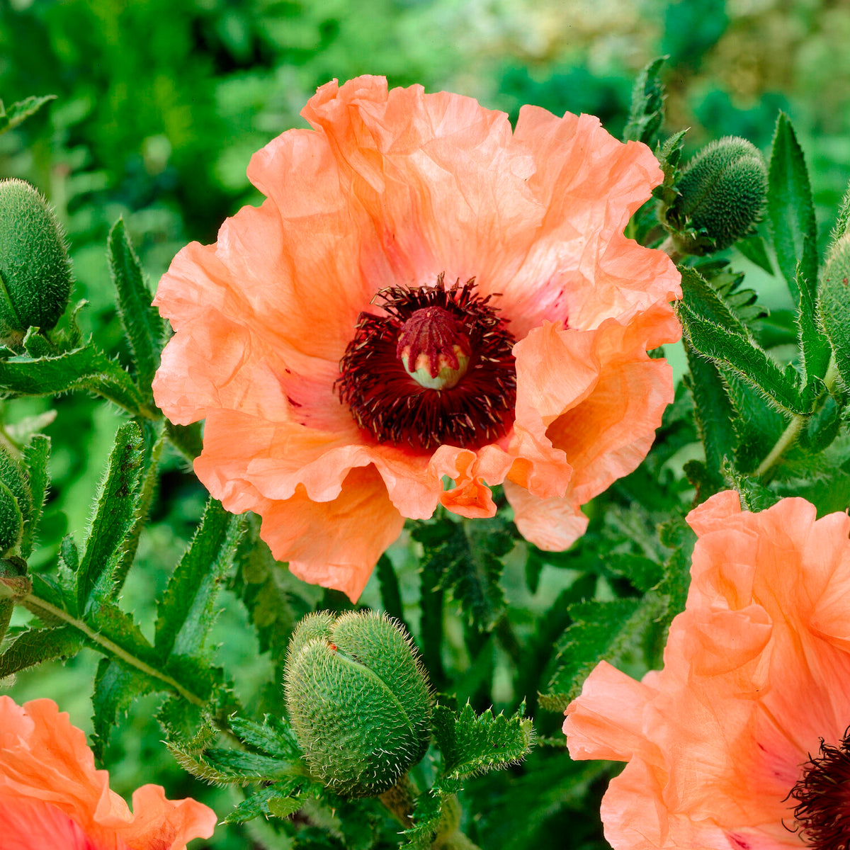 Klaproos 'Effendi' (x3) - Papaver orientale Effendi - Willemse