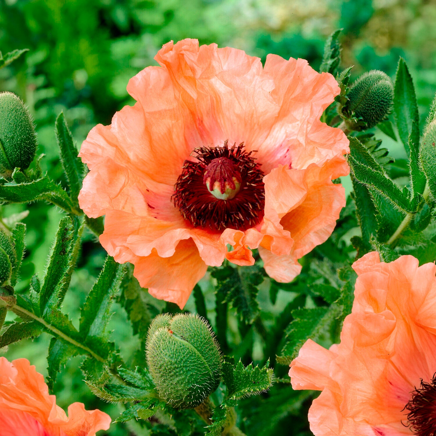 Klaproos 'Effendi' (x3) - Papaver orientale Effendi - Willemse