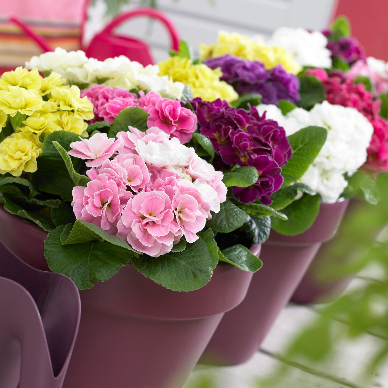 Dubbele Primula's in DoublePrincess mix (x3) - Primula double princess - Willemse