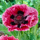Klaproos 'Manhattan' (x3) - Papaver orientale Manhattan - Willemse