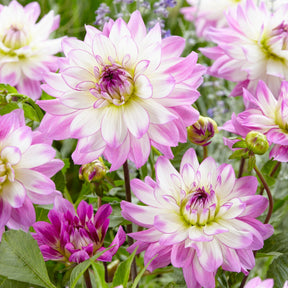 Verkoop Dahlia Mix 'Grootbloemig' (x5)