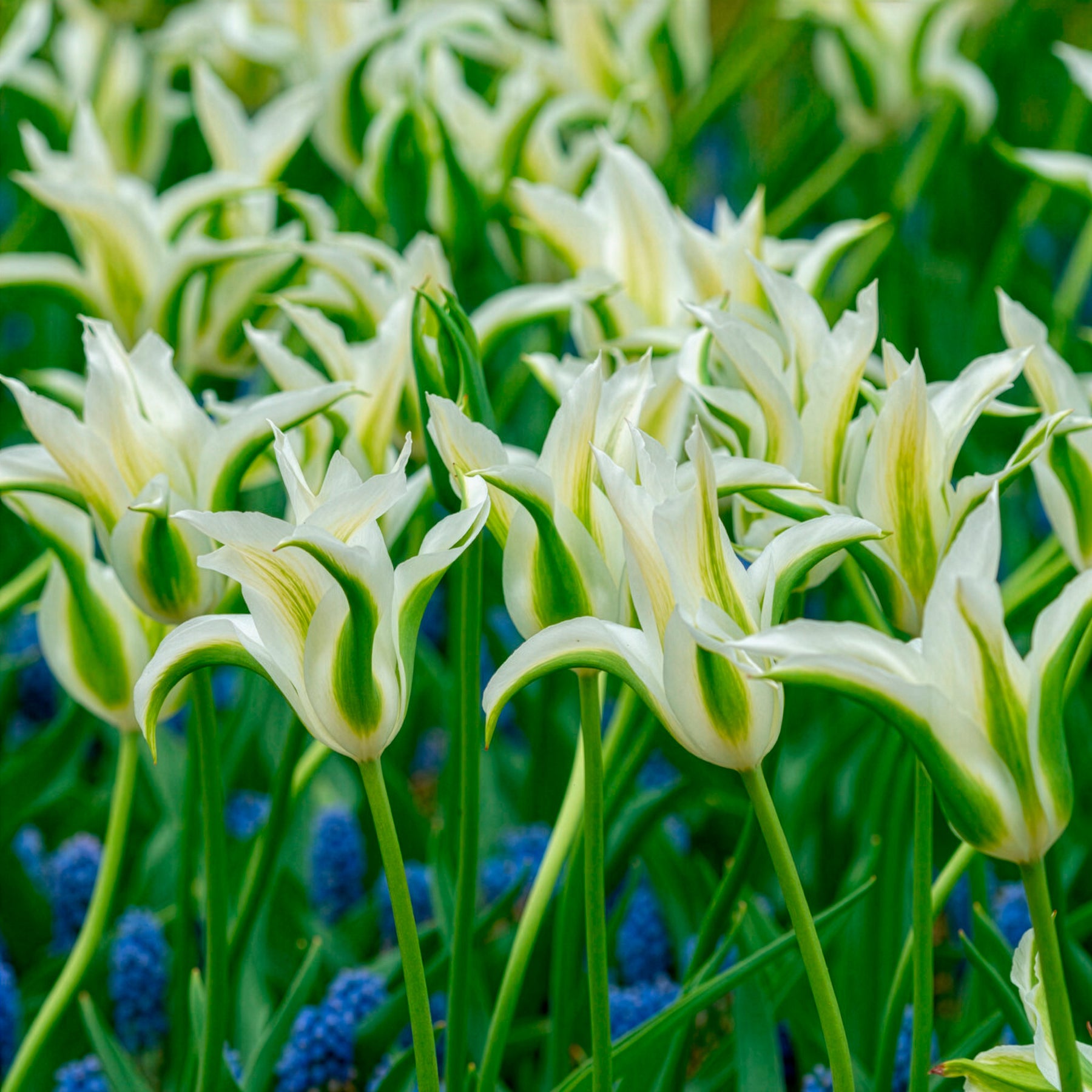 Verkoop Leliebloemige tulpen 'Greenstar' (x10)
