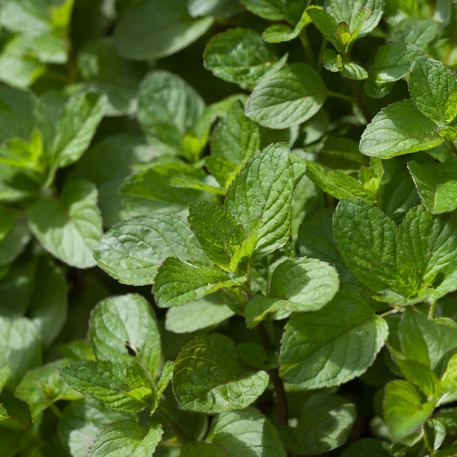 Polei - Mentha pulegium - Willemse