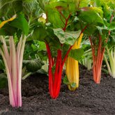 Snijbiet Mix 'Rainbow - Beta vulgaris - Willemse