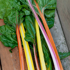 Snijbiet Mix 'Rainbow - Willemse