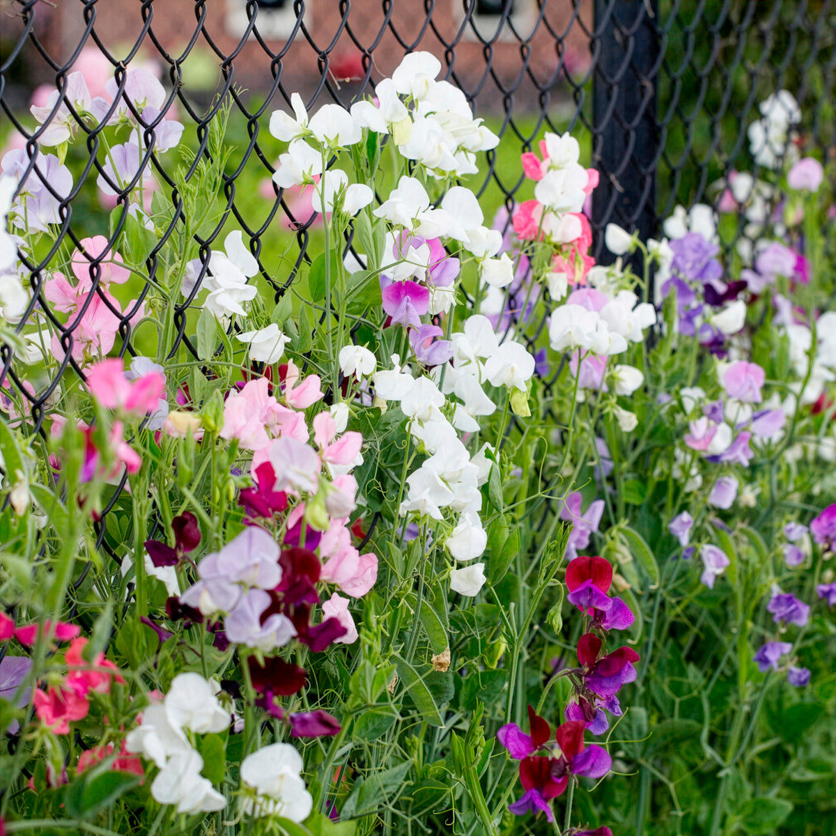 Pronkerwt Mix- BIO - Lathyrus odoratus - Willemse