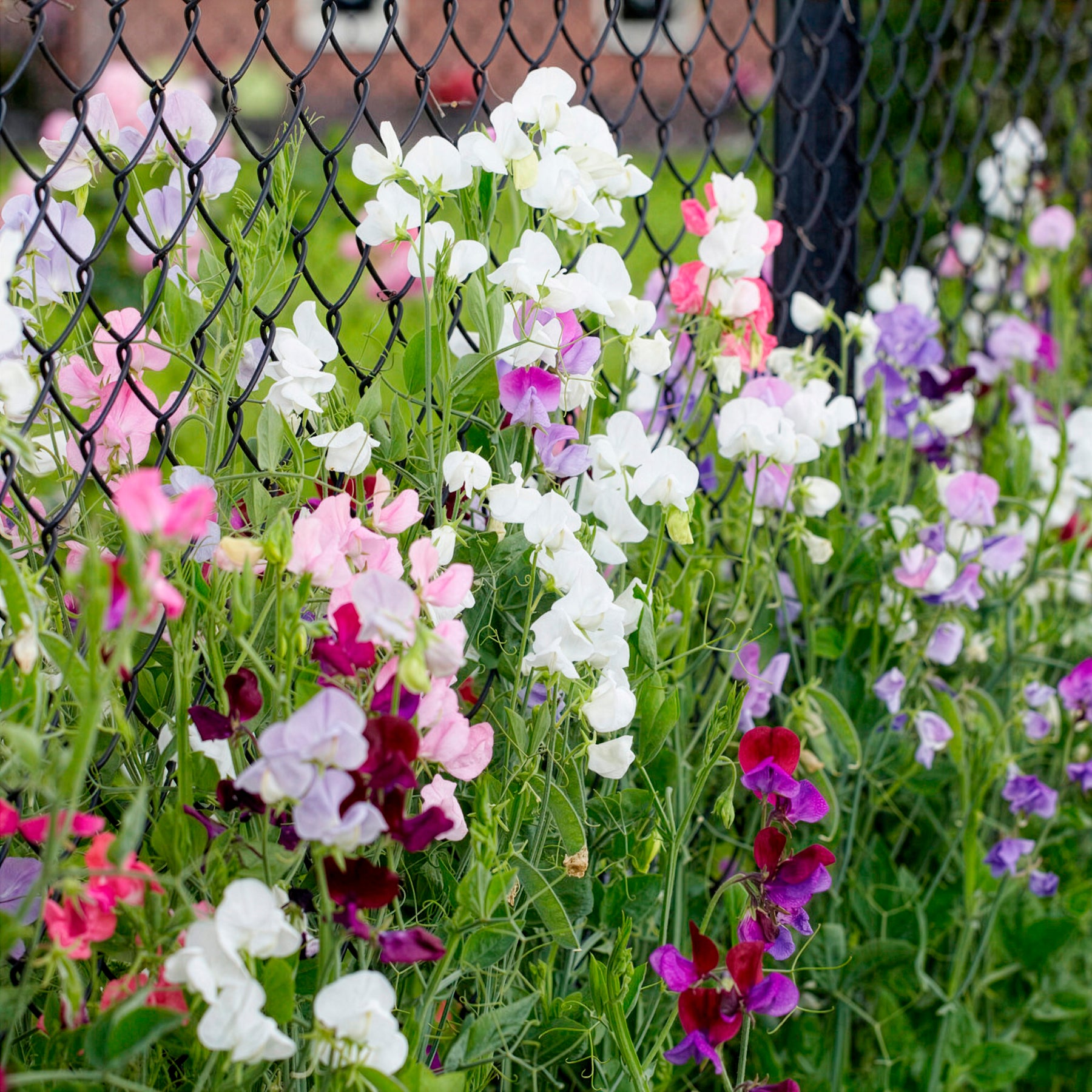 Pronkerwt Mix- BIO - Lathyrus odoratus - Willemse