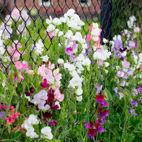 Pronkerwt Mix- BIO - Lathyrus odoratus - Willemse