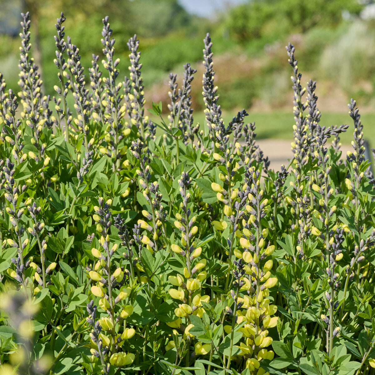 Valse indigo Vanilla Cream - Baptisia vanilla cream - Willemse