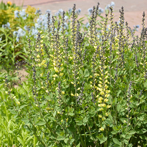 Valse indigo Vanilla Cream - Willemse