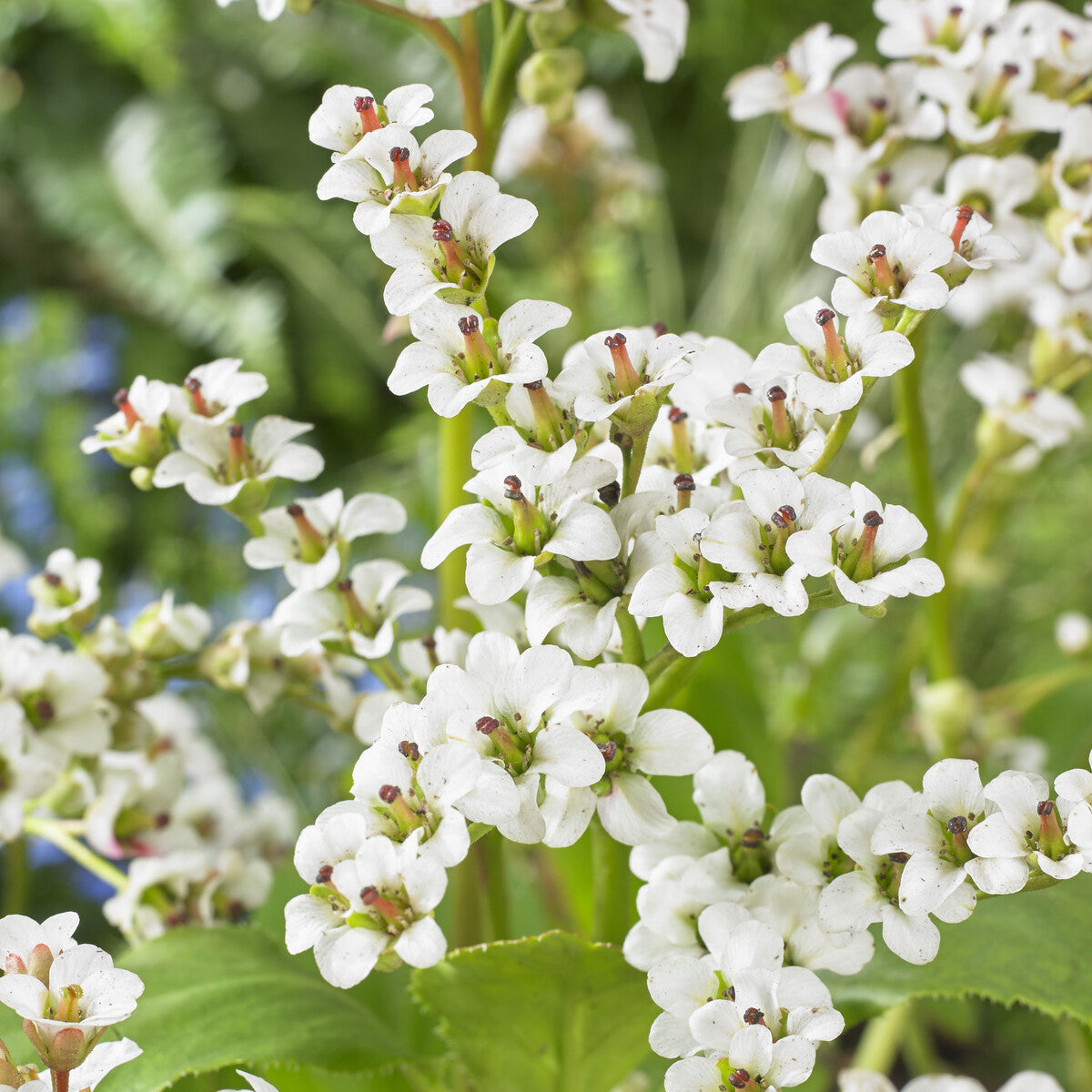 Bergenia Bressingham White - Schoenlappersplant Bressingham White - Bergenia