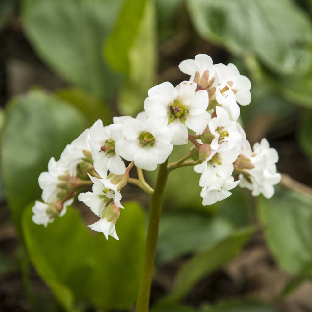 Schoenlappersplant Bressingham White - Bergenia Bressingham White - Willemse