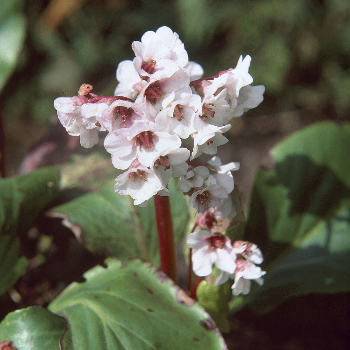 Bergenia - Schoenlappersplant Silberlicht - Bergenia Silberlicht