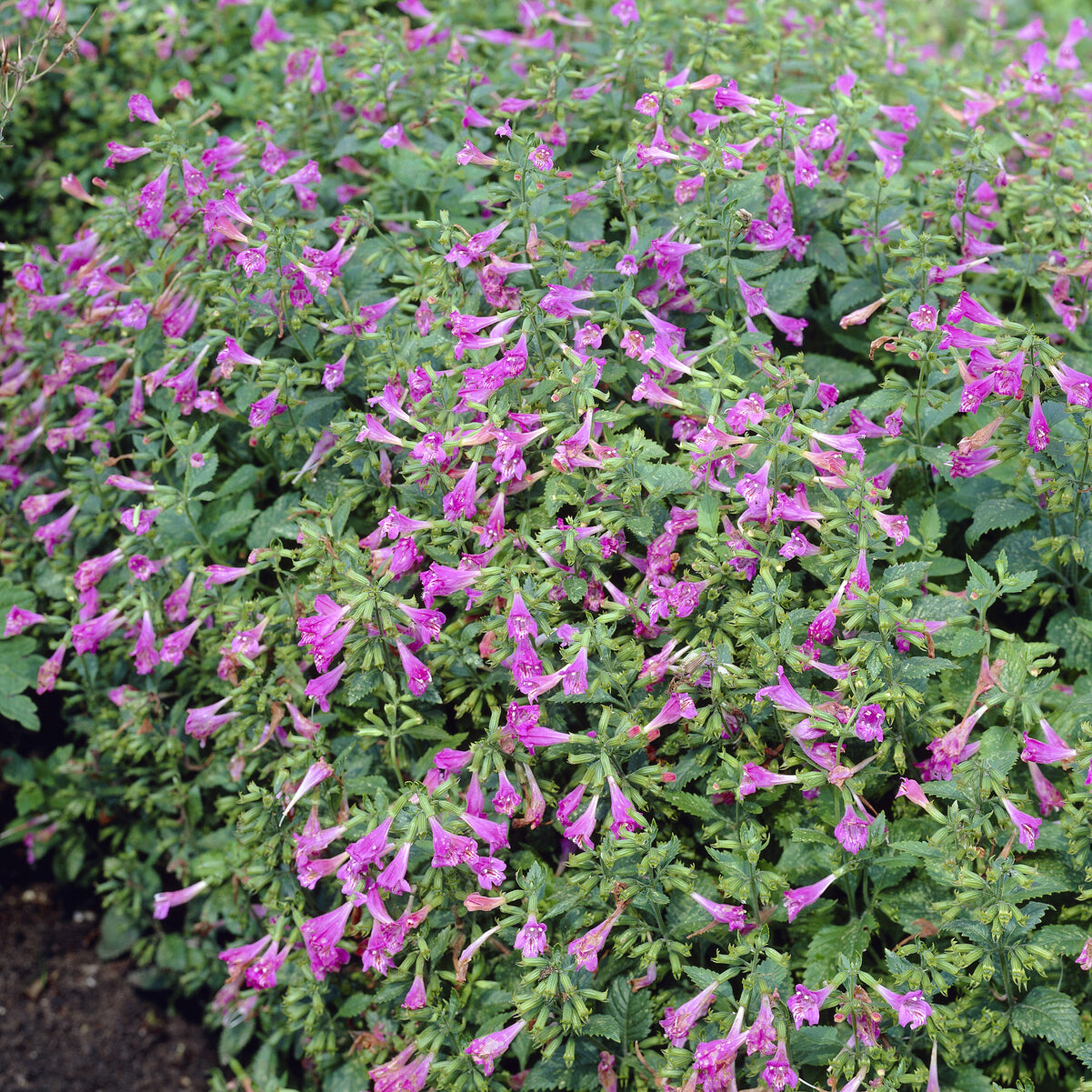 Calamintha grandiflora - Bergsteentijm Thé de l'Aubrac - Bergsteentijm