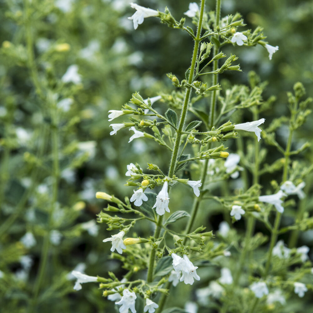 Bergsteentijm White Cloud - Calamintha nepeta White Cloud - Willemse