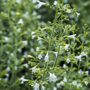 Bergsteentijm White Cloud - Calamintha nepeta White Cloud - Willemse