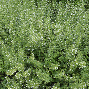 Calamintha nepeta White Cloud - Bergsteentijm White Cloud - Bergsteentijm