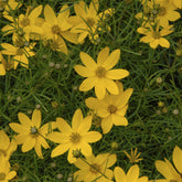 Coreopsis verticillata Zagreb - Meisjesogen Zagreb - Meisjesogen