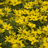Meisjesogen Zagreb - Coreopsis verticillata Zagreb - Willemse