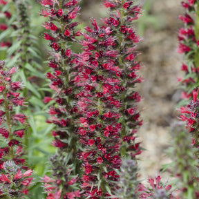 Slangenkruid 'Red Feathers' - Echium amoenum Red Feathers - Willemse