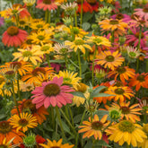 Echinacea purpurea Cheyenne Spirit - Zonnehoed 'Cheyenne Spirit' - Bloeiende vaste planten