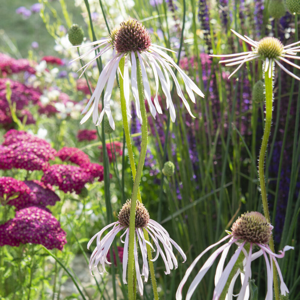 Echinacea pallida Hula Dancer - Egelzonnehoed Hula Dancer - Bloeiende vaste planten