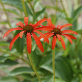 Zonnehoed Tomato Soup - Echinacea purpurea Tomato Soup - Willemse