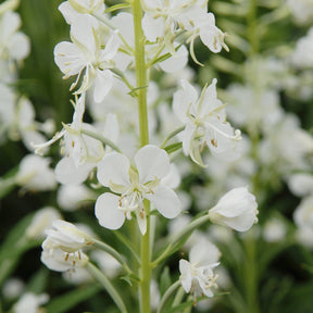 Epilobium angustifolium Album - Basterdwederik Saint-Antoine alba - Vaste planten