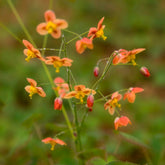 Elfenbloem Orangekonigin - Willemse