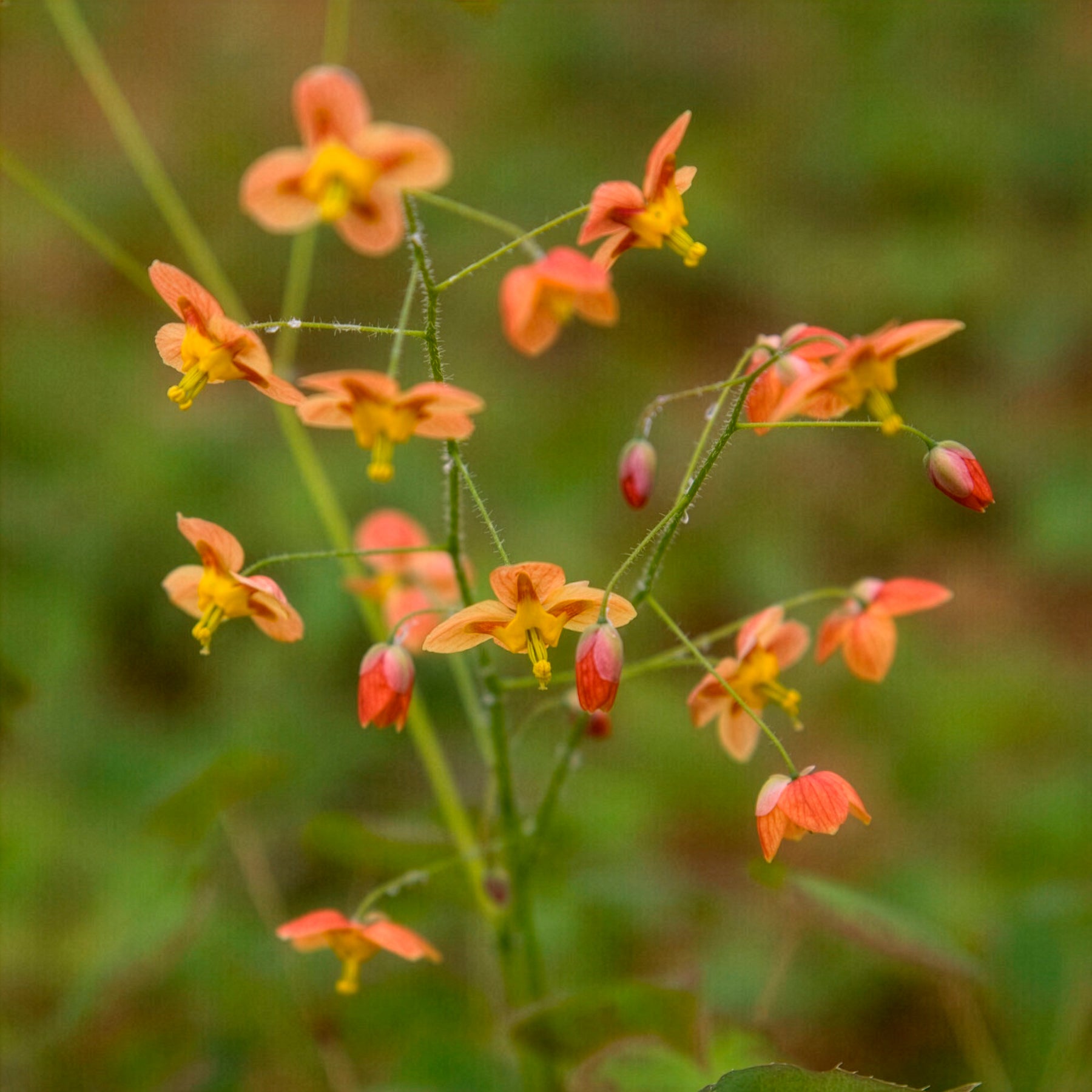 Elfenbloem Orangekonigin - Willemse