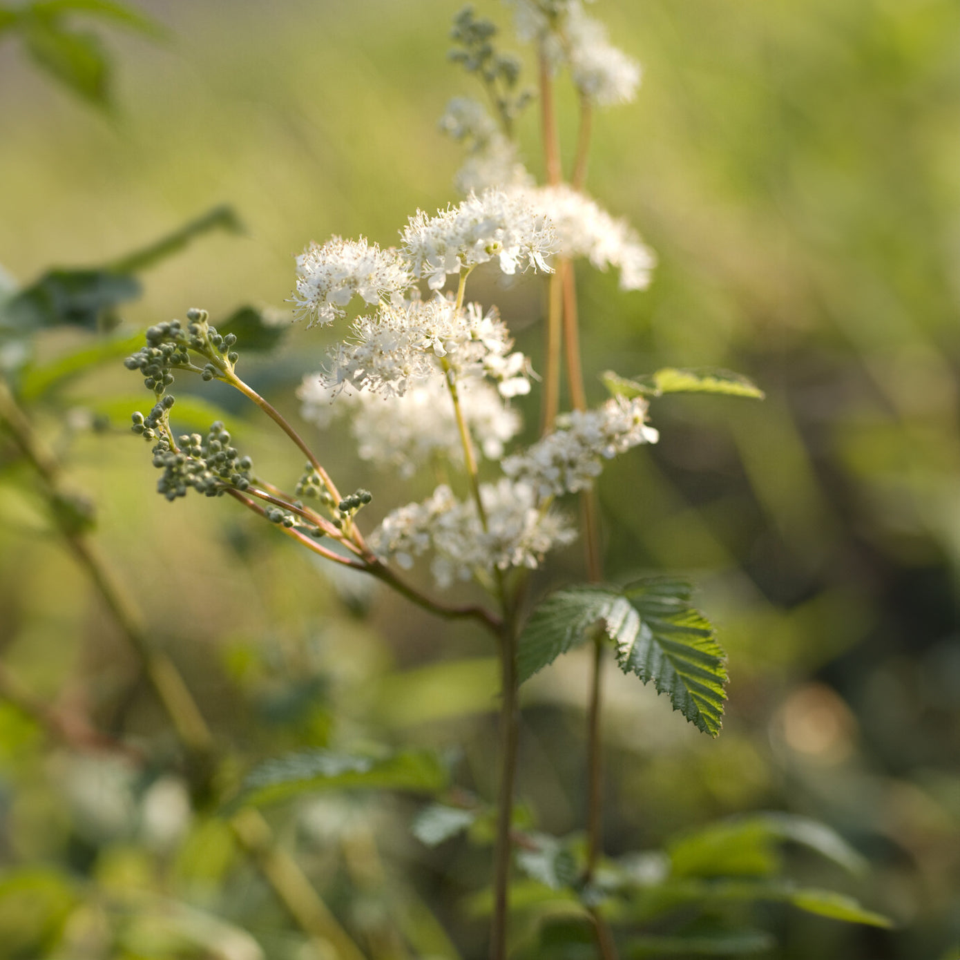 Filipendula ulmaria - Knolspirea - Bloeiende vaste planten
