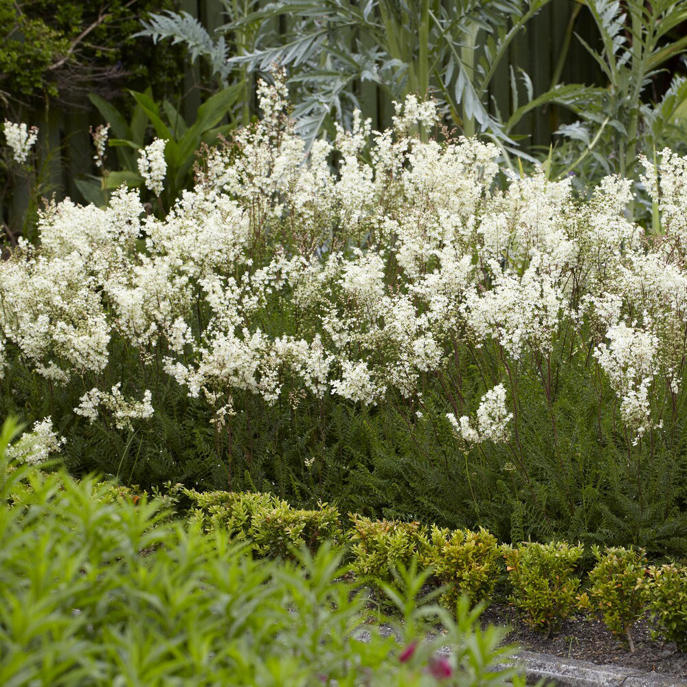 Knolspirea Spirée Filipendules